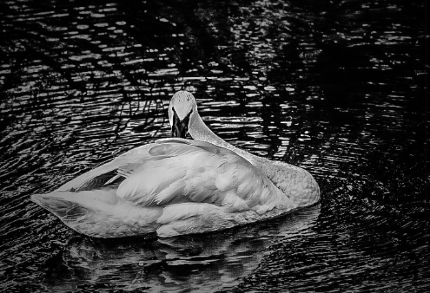 Swan ~